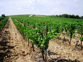 Vineyard in Langlade