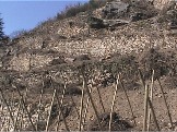 Cote-Rotie Tupin