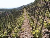 Coteaux de Tupin