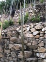 Stone wall in Cote Rotie