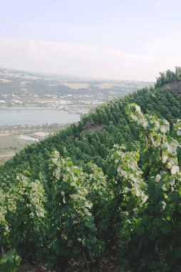 Rhne river and Cte-Rtie